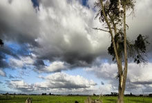 天涯社区海南农垦版块太乡了!老铁们说这是垦三代的根儿,每夜不忘盖楼唠烫                                                                                    😏